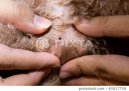Close-up of flea tick found on pet dog body after shower 63817739
