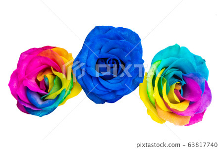 multicolored rose isolated multicolored rose isolated 63817740