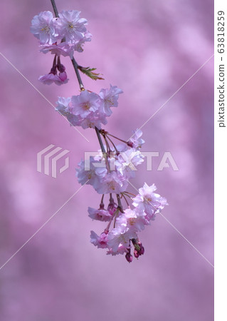 春季 春季 63818259