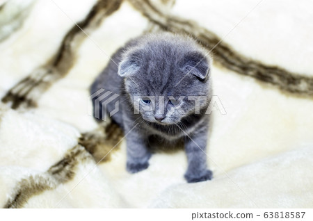 grey 4 week old Scottish kitten 63818587