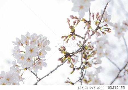 [Spring image] Sakura flowering white background 63819453