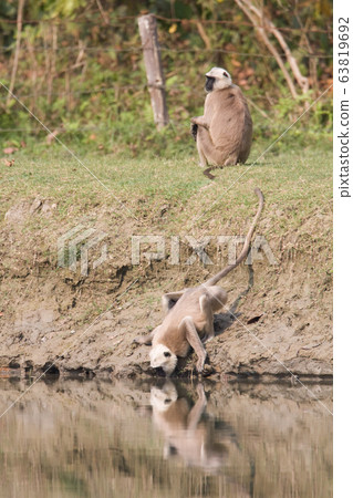 Hanuman langur in Bardia Nepal Hanuman langur in Bardia Nepal 63819692