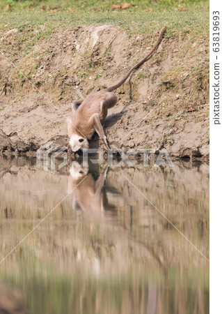 Hanuman langur in Bardia Nepal Hanuman langur in Bardia Nepal 63819693