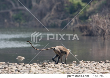 Hanuman langur in Bardia Nepal Hanuman langur in Bardia Nepal 63819699