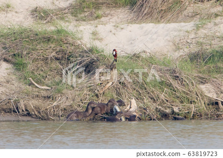 Smooth coated otter in Bardia national park, Nepal Smooth coated otter in Bardia national park, Nepal 63819723
