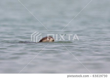 Smooth coated otter in Bardia national park, Nepal Smooth coated otter in Bardia national park, Nepal 63819730