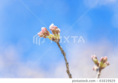 [春天形象]櫻花盛開的藍天背景 63819929