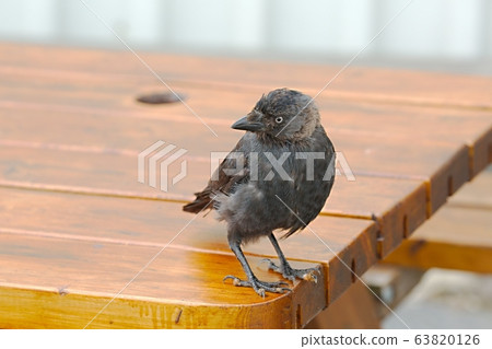 Young crow on a table Young crow on a table 63820126