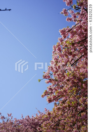 Kawazu cherry blossoms that match the blue sky 63820239