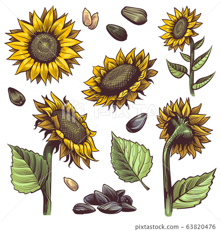 Sunflowers. Yellow wildflower sun shaped, sunflower seed and leaves label elements organic plants, harvest agriculture hand drawn vector set Sunflowers. Yellow wildflower sun shaped, sunflower seed and leaves label elements organic plants, harvest agriculture hand drawn vector set 63820476