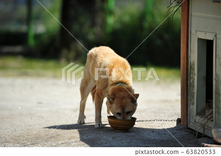 Jindo Dog 63820533