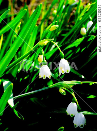 Summer Snowflake Flowers 63820923