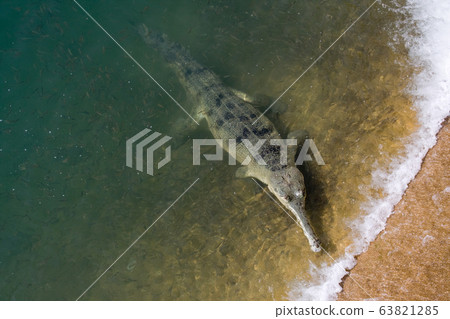 Gharial in Bardia Nepal 63821285