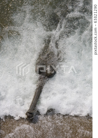 Gharial in Bardia Nepal Gharial in Bardia Nepal 63821290