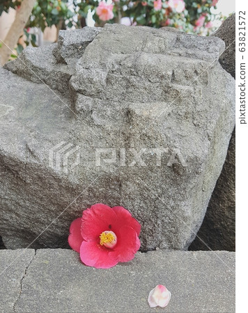 Stone camellia Stone camellia 63821572