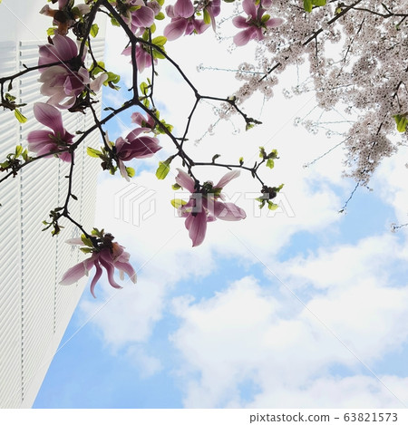 蓮花和櫻花 63821573