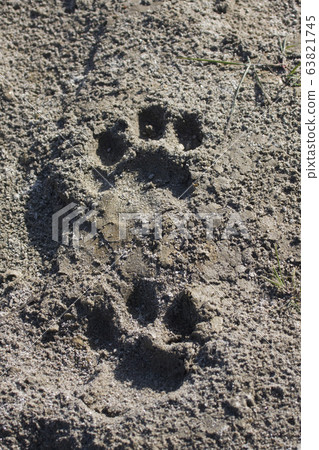 Tiger pugmarks in Bardia Nepal 63821745