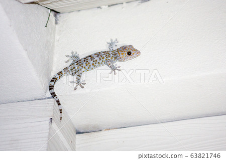 Tokay Gecko in Thailand 63821746