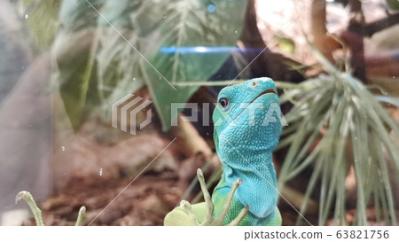 Portrait of funny colorful lizard looking through glass. 63821756