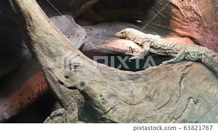 Varan lizard resting in a zoo. Varan lizard resting in a zoo. 63821767
