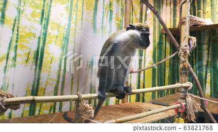 Vervet monkey in a zoo exotarium. 63821768