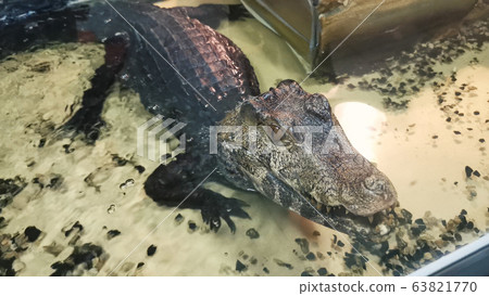 Dark crocodile in a zoo pool water. 63821770