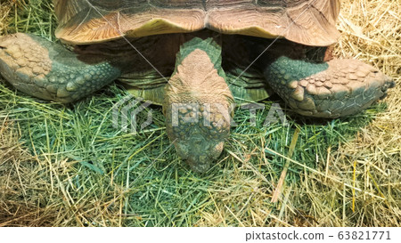 Close up giant tortoise eating grass. Close up giant tortoise eating grass. 63821771