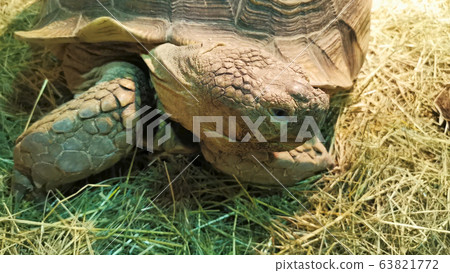 Close up portrait of a giant tortoise muzzle looking around. Close up portrait of a giant tortoise muzzle looking around. 63821772