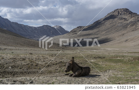 Donkey in Tajikistan Pamir Highway 63821945