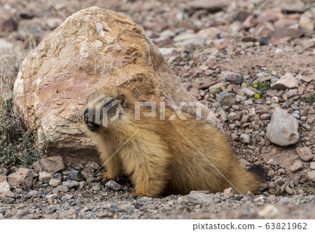 Groundhog Pamir Wakhan Tajikistan Groundhog Pamir Wakhan Tajikistan 63821962