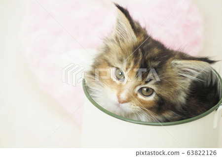 Maine Coon kitten in a jug 63822126