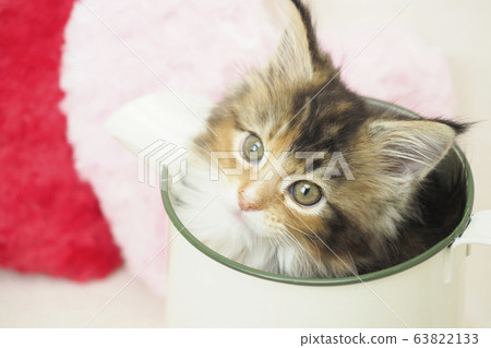 Maine Coon kitten in a heart cushion and jug 63822133