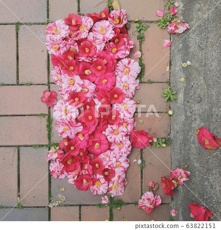 花是花即使落下 花是花即使落下 63822151