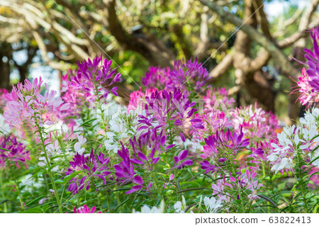 Spider flower in garden Spider flower in garden 63822413