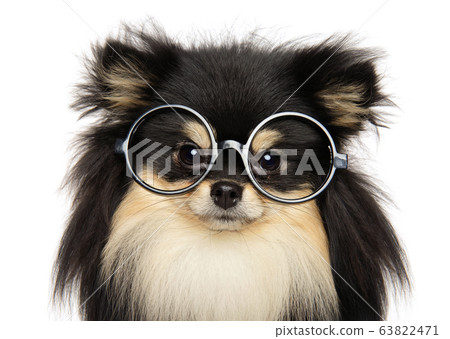 Funny dog with glasses on white background Funny dog with glasses on white background 63822471