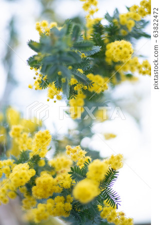 Mimosa Mimosa 63822472