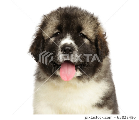 Close-up of a Caucasian shepherd puppy 63822480
