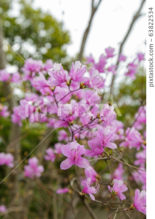 Rhododendron Reticulatum Flower Rhododendron Reticulatum Flower 63822534