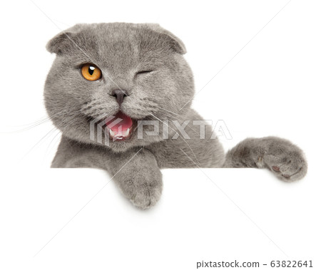 Winking grey cat above banner Winking grey cat above banner 63822641