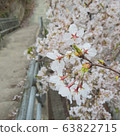 櫻花盛開 63822715