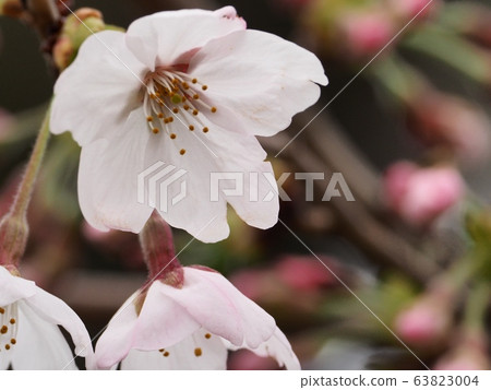 櫻花花 63823004