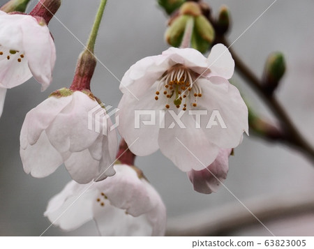 櫻花花 櫻花花 63823005