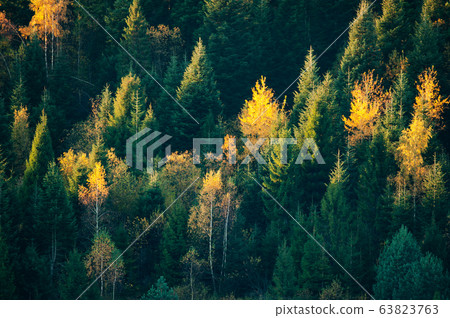 Beautiful evergreen forest with fir trees 63823763