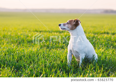 Jack russel terrier on green field 63823770