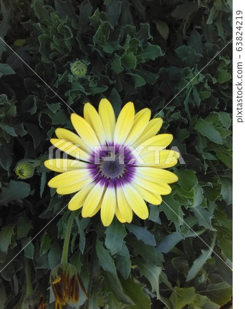 A Yellow Daisy In The Sun 63824219