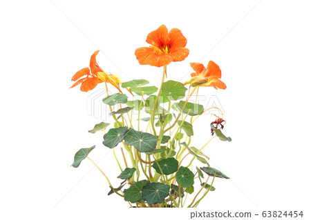 Nasturtium 63824454