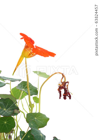 Nasturtium Nasturtium 63824457