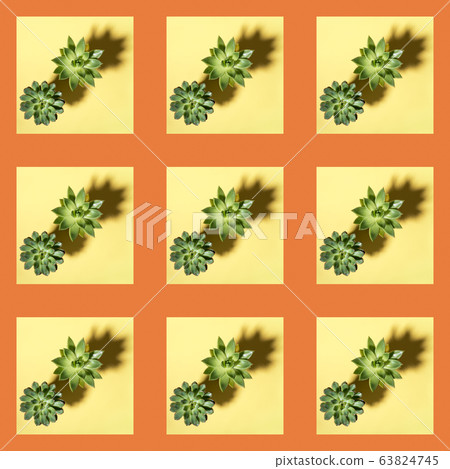 Creative seamless pattern of square photos of two green cactus succulent plants with shadows laid out on diagonal on pastel yellow background with orange frames. Flat lay, top view. Square photo. 63824745