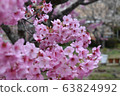 Cherry Blossoms	 63824992