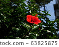 紅河馬 63825875